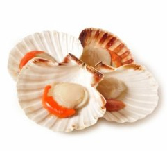 Χτένια Mac Duff Scozia Frozen με Μισό Κέλυφος 1000g